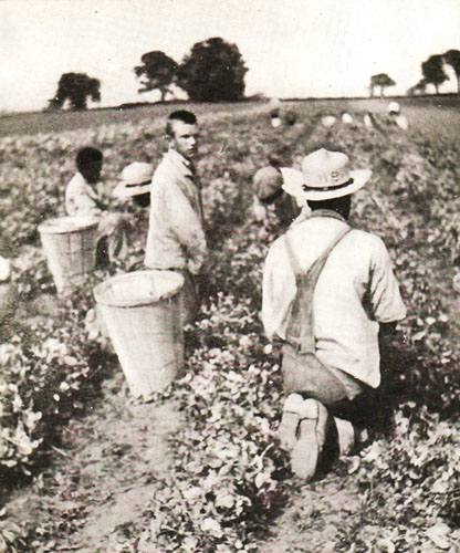 Picking Peas, 1918 Trustees Report