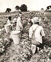 Picking Peas, 1918 Trustees Report